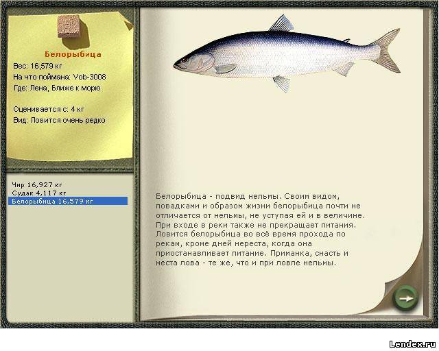 Нельма