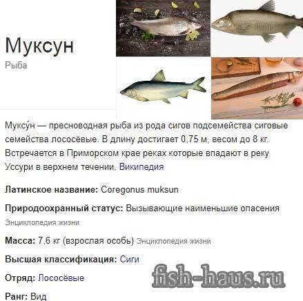Муксун - фото, описание, ареал, рацион, враги, популяция - рыбы