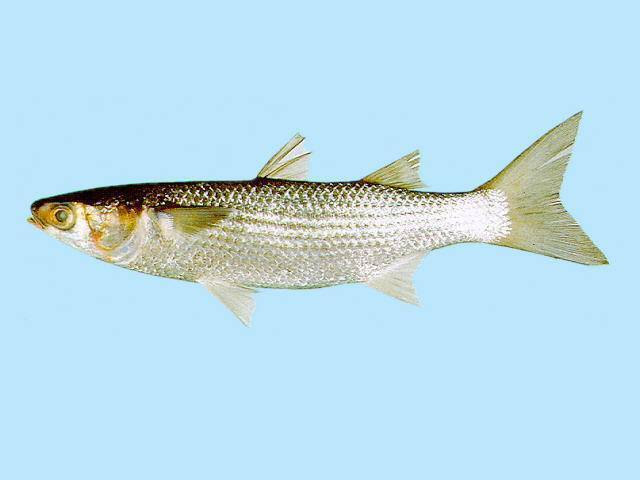 Рецепт рыба духовка (лобань). калорийность, химический состав и пищевая ценность.