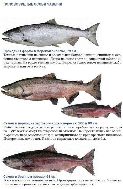 Чавыча: описание рыбы, места обитания, образ и цикл жизни, способы ловли и гастрономическая ценность