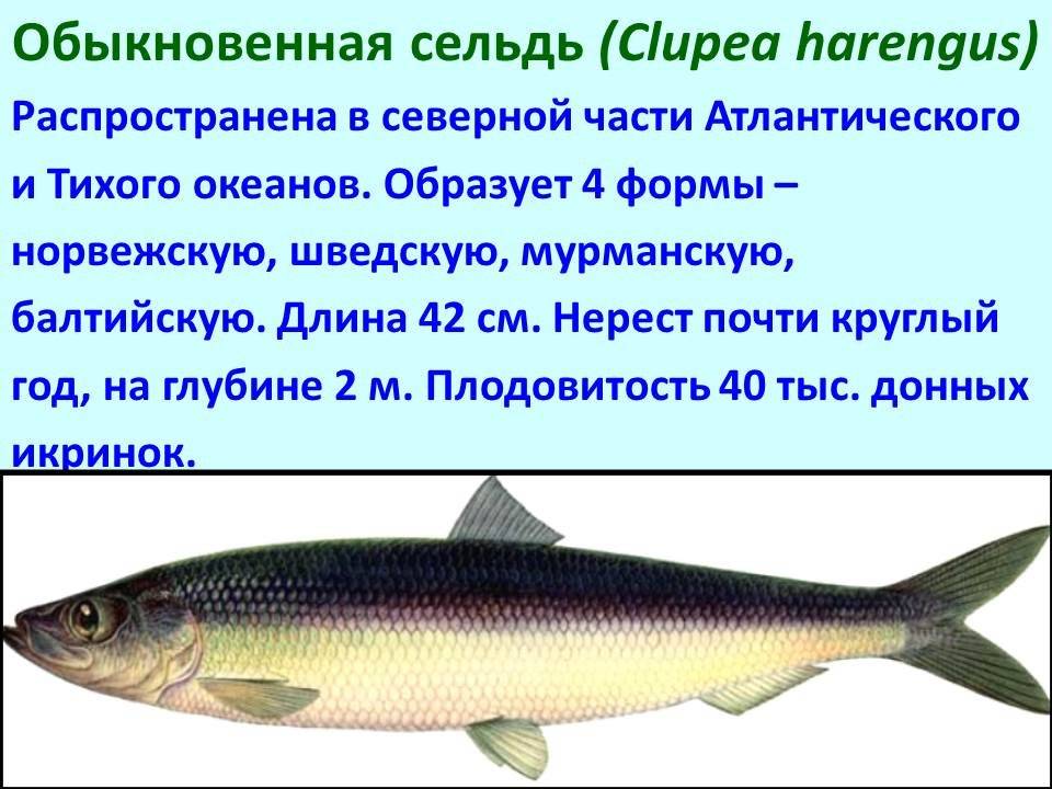 Рецепт рыба духовка (лобань). калорийность, химический состав и пищевая ценность.