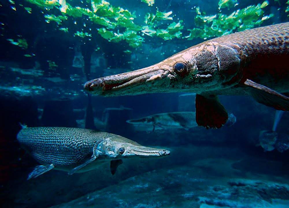 Панцирная щука - миссисипский панцирник – в аквариуме через 100 миллионов лет