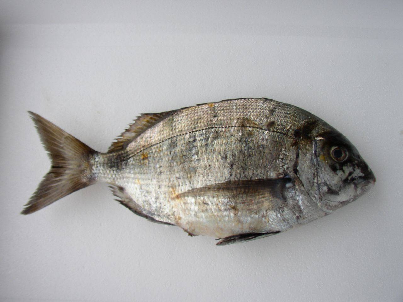 Рыба «сарг белый» фото и описание