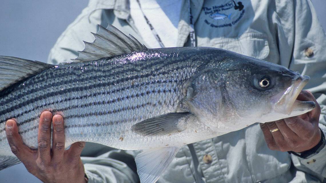 Басс красноглазый фото и описание – каталог рыб, смотреть онлайн