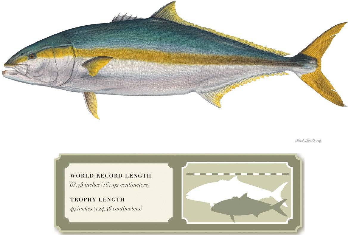 Желтохвостая лакедра — что за рыба, фото, описание, где водится, чем полезна, как приготовить