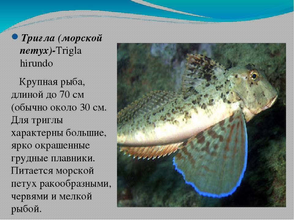 Рыба «лаврак» фото и описание
