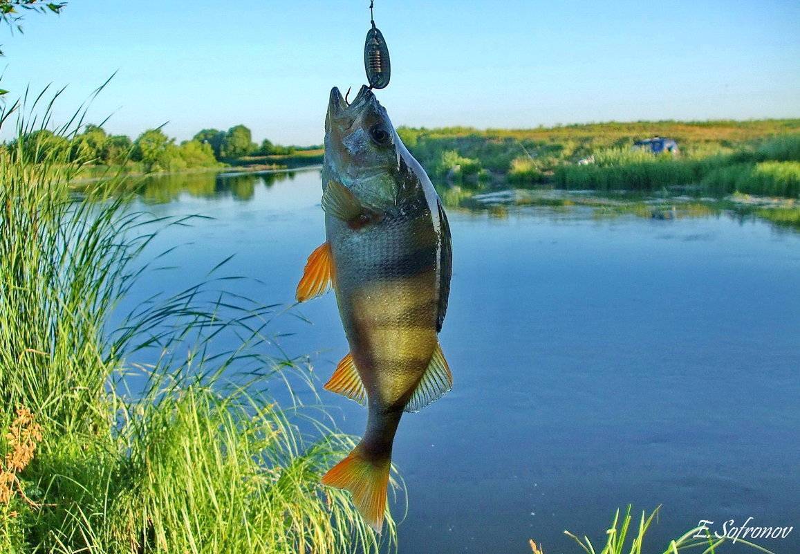 Рыбалка в ульяновске и ульяновской области: куда поехать, ловля в поселках новиковка, терентьевка