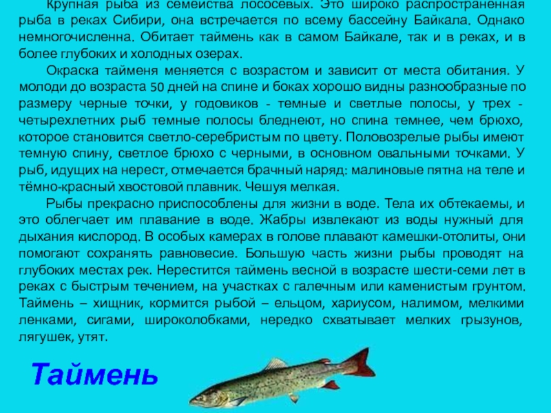 Таймень - описание рыбы, сахалинский и обыкновенный, места обитания
