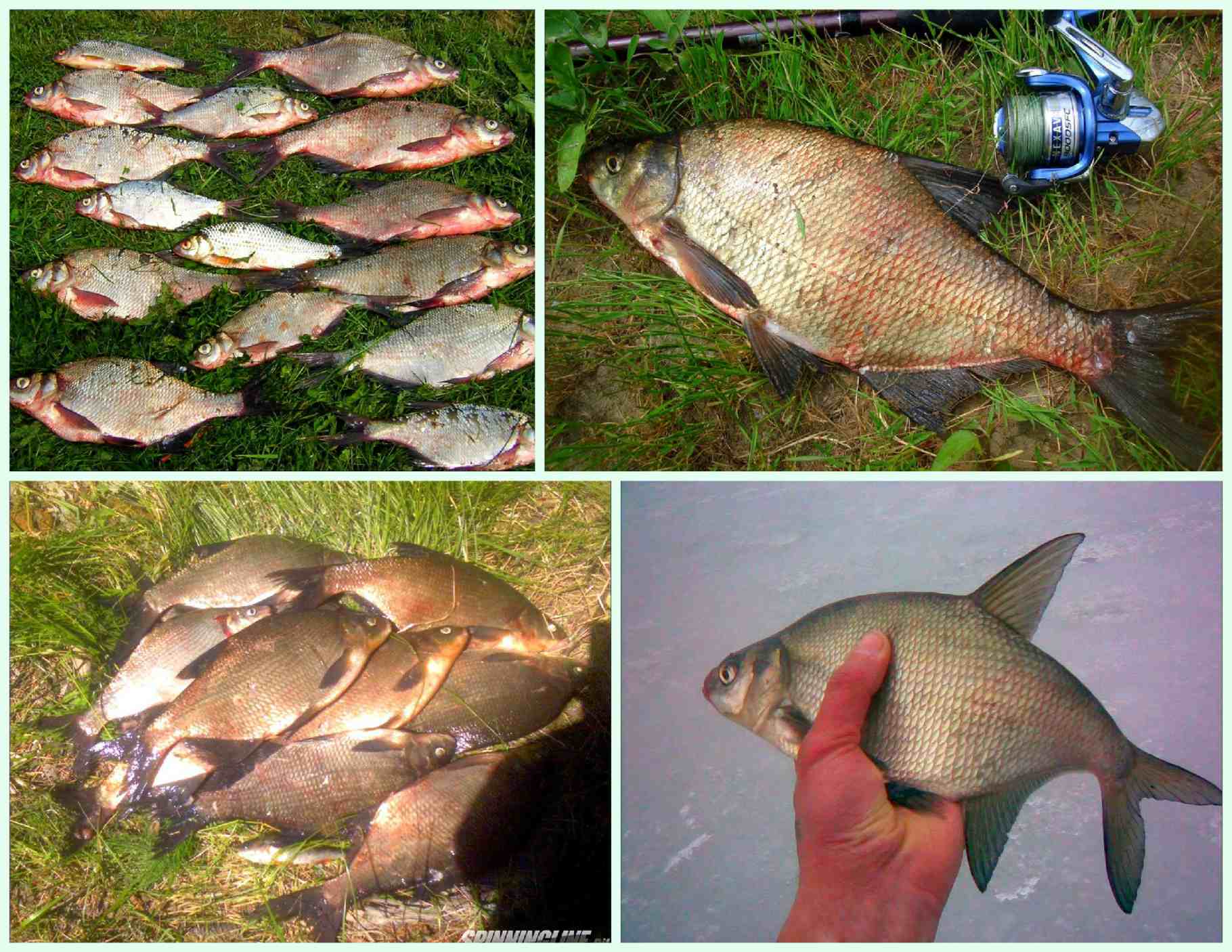 Обзор лучшей фидерной прикорми для рыбалки осенью по холодной воде