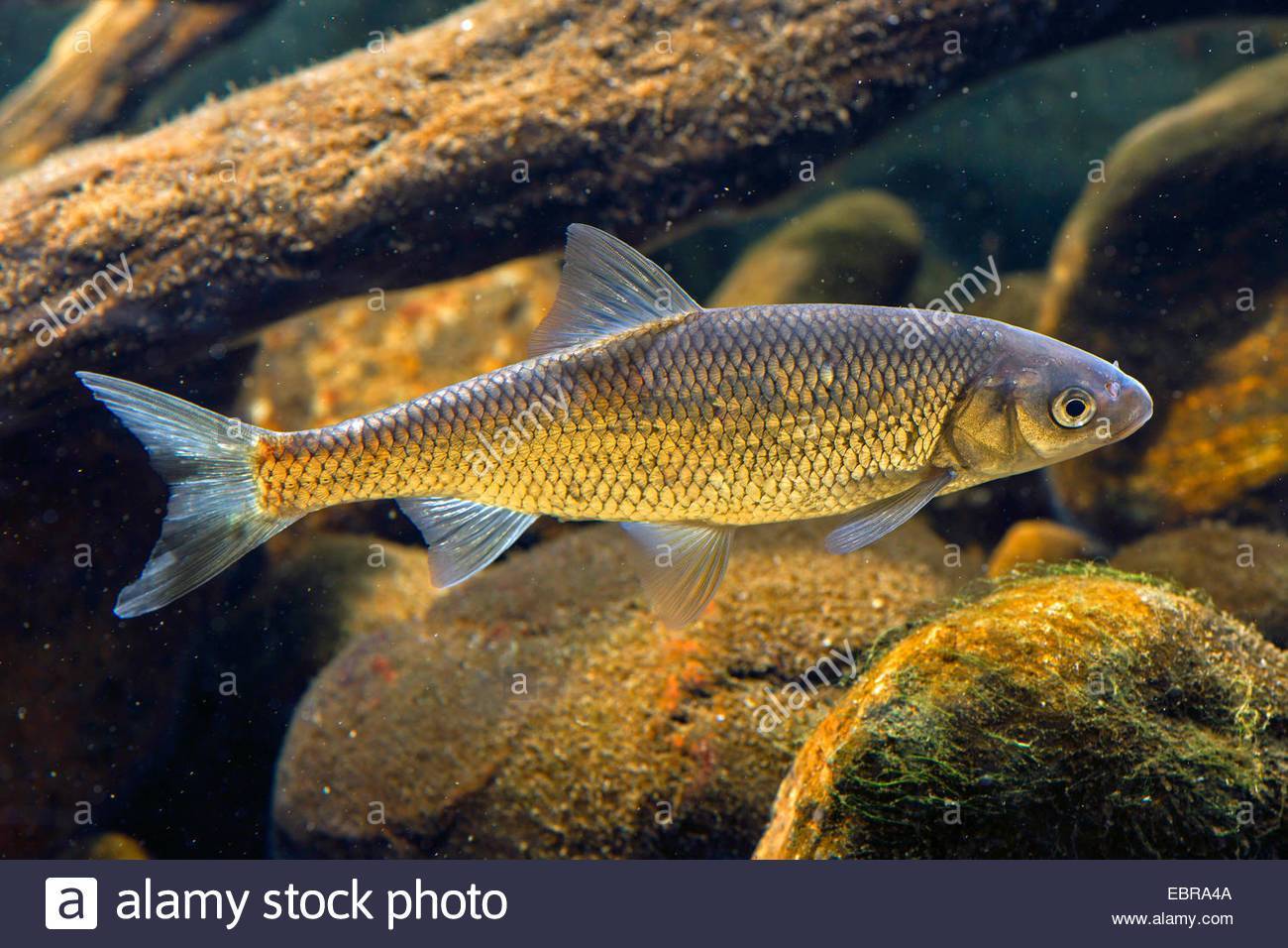 Рыба «Елец» фото и описание