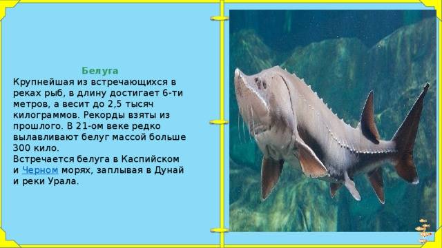 Рыба белуга — фото и описание, вес самой большой выловленной рыбы, промысловая ценность