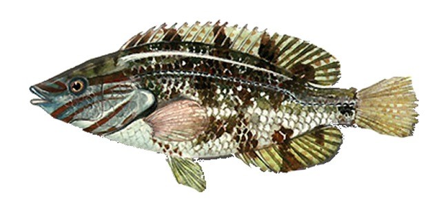 Рыба зеленуха черное море можно ли ее есть?