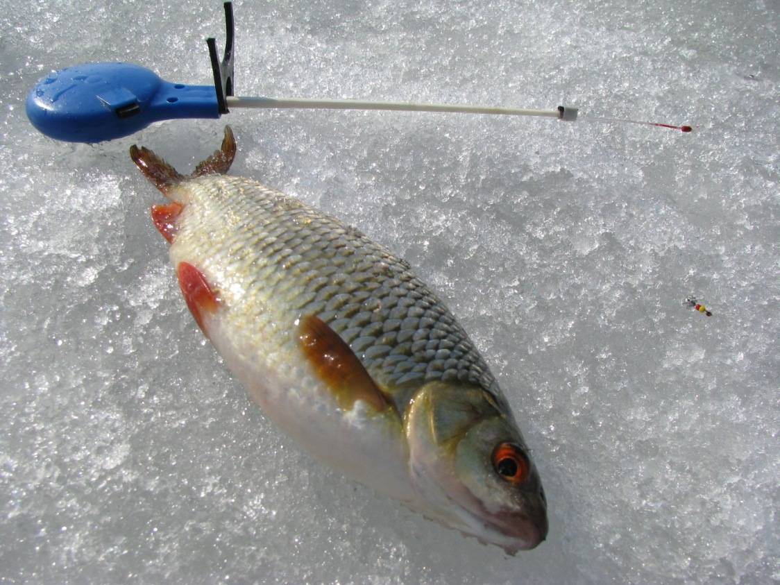 Ловля плотвы на мормышку зимой