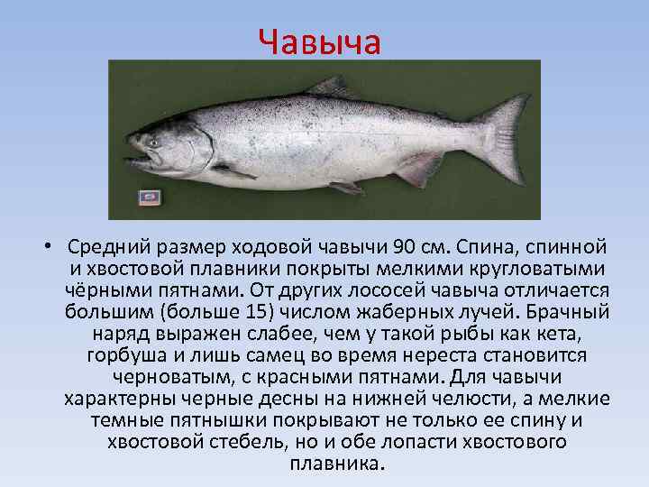 Рыба чавыча: яркий представитель семейства лососевых