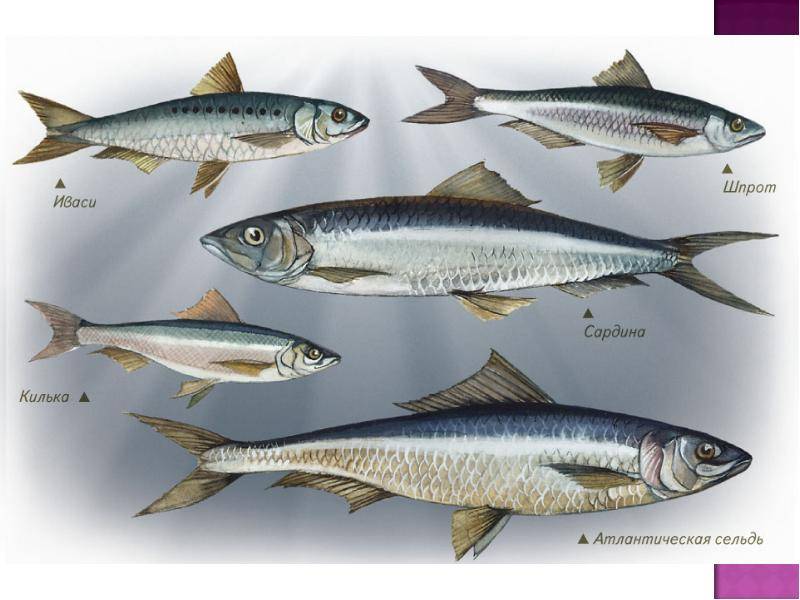 Морская сельдь: описание и способы ловли морской рыбы сельдь