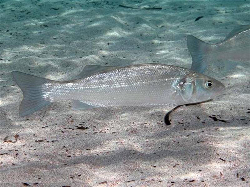 Рыба «лаврак полосатый» фото и описание