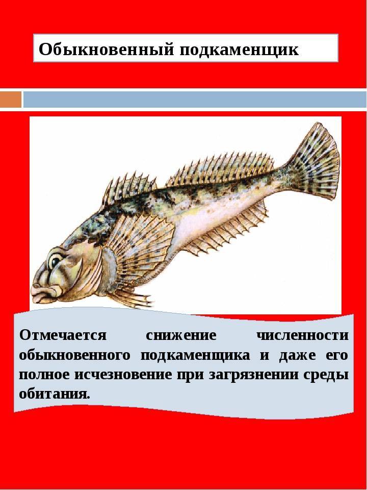 Рыбы красной книги россии - рыбы