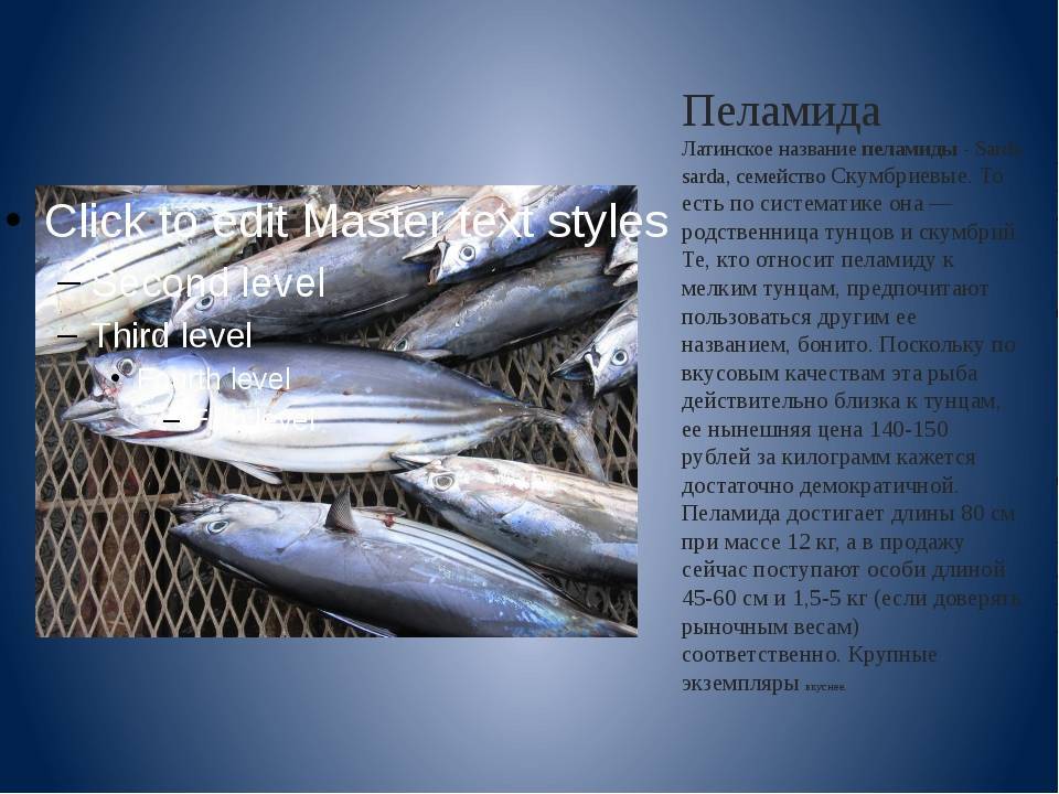Рыба «Пеламида» фото и описание