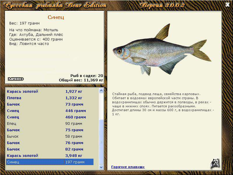 Синец рыба: фото, описание, википедия