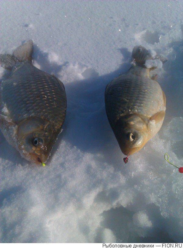 Ловля карася зимой на мормышку: снасть, насадка, техника ловли