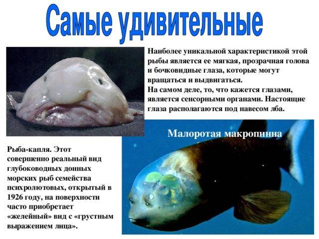 Капля рыба. описание, особенности, образ жизни и среда обитания рыбы капли | живность.ру