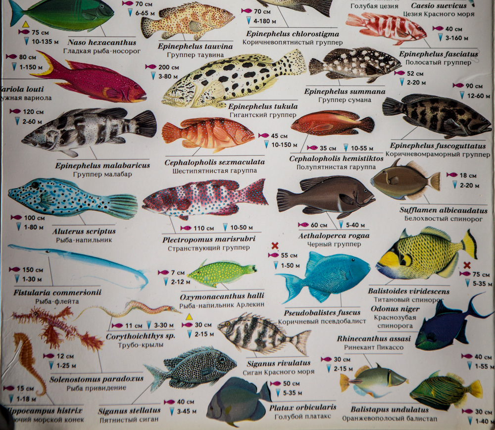 Рыбы красного моря. названия, описания и особенности рыб красного моря