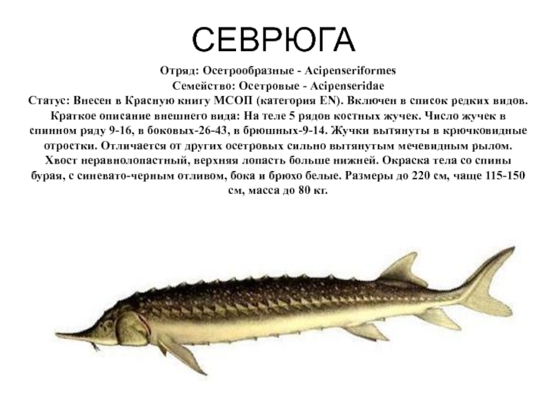 Зубатка полосатая фото и описание – каталог рыб, смотреть онлайн