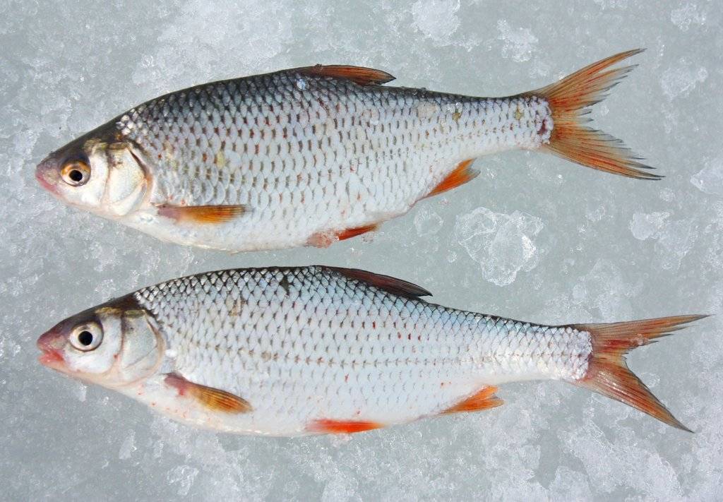 Окунь солнечный скальный фото и описание – каталог рыб, смотреть онлайн