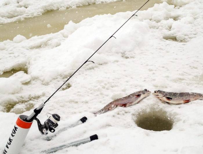 Специфика зимней ловли форели на платных водоемах - читайте на сatcher.fish