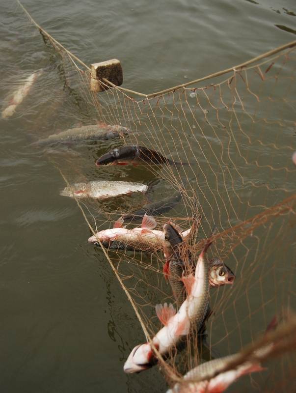 ✅ виды рыболовных сетей и их названия - уголок-рыбака.рф