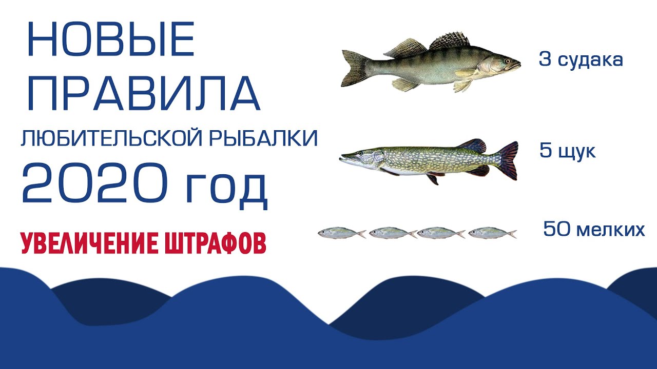 Платная или бесплатная рыбалка: преимущества и недостатки 🎣