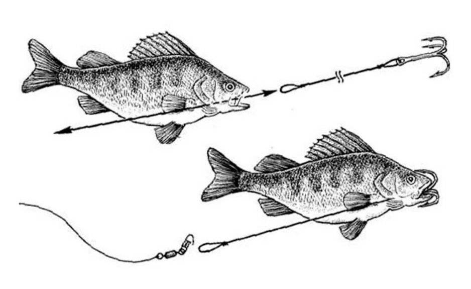 Как правильно насадить живца на одинарный крючок или капкан? - суперулов - интернет-портал о рыбалке