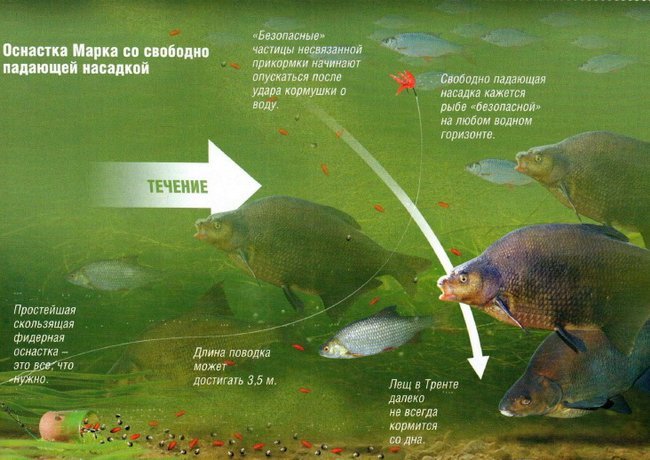 Оснастка фидера для ловли леща на реке и водохранилище