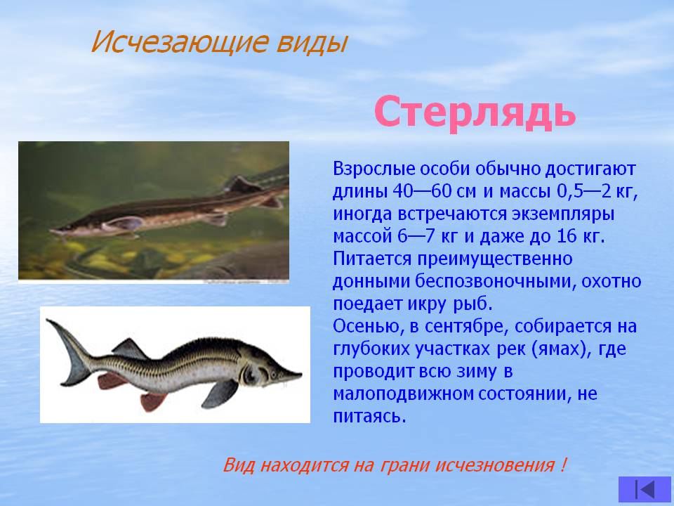 Рыба стерлядь: фото с описанием, как ловить, где водится и когда идет на нерест, как чистить и готовить