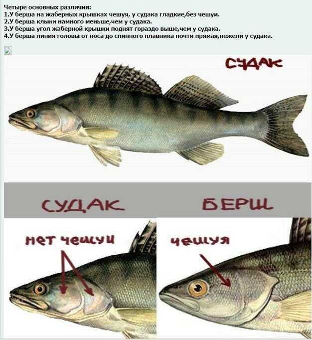 Рыба берш: описание, отличие от судака, рецепты приготовления