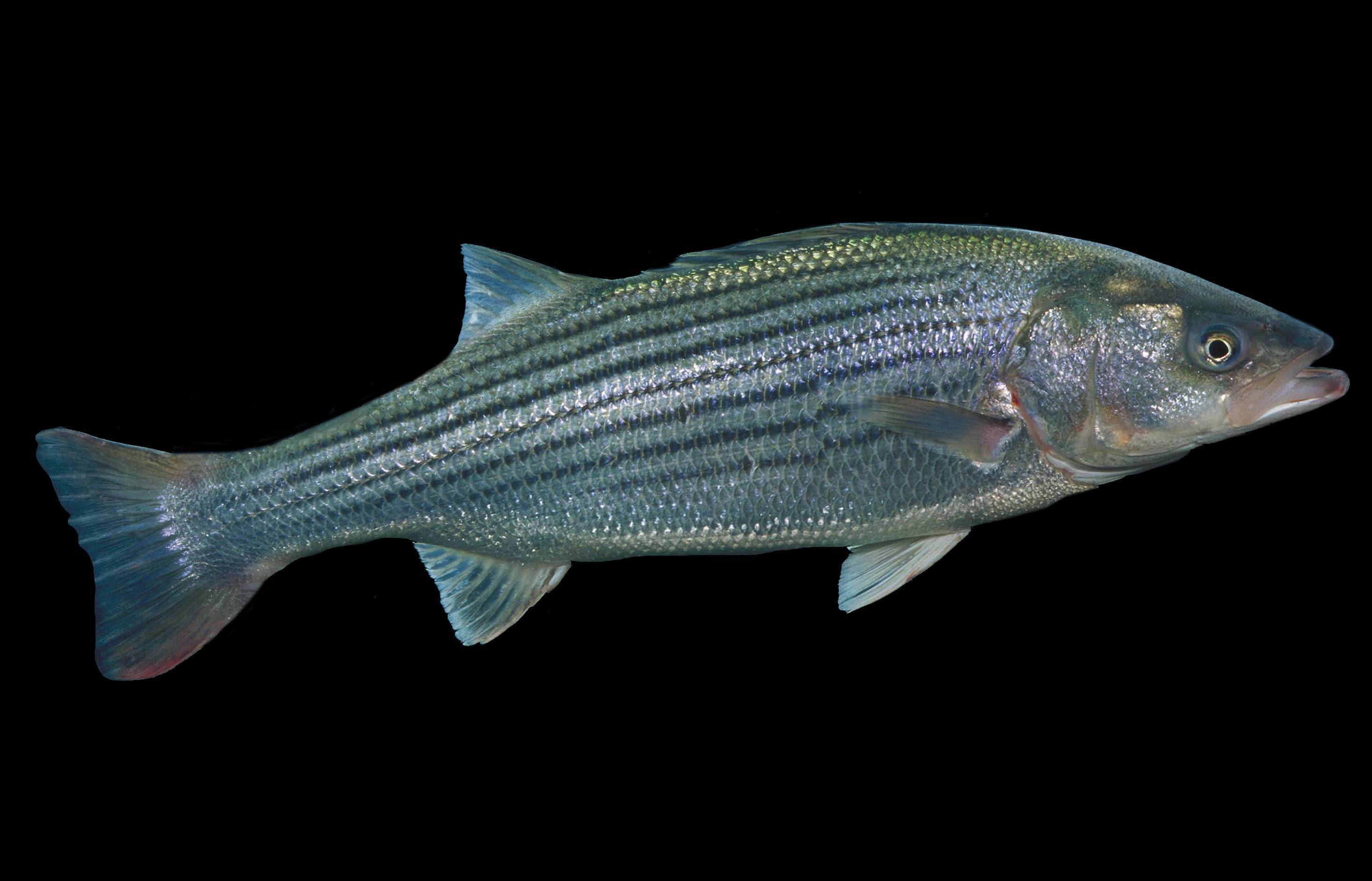 Рыба «Лаврак» фото и описание