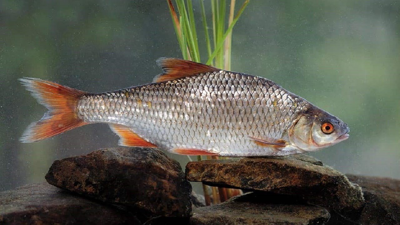 Рыба «Плотва красная» фото и описание