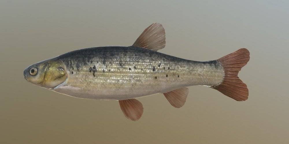 Рыба гольян: места обитания и техника ловли