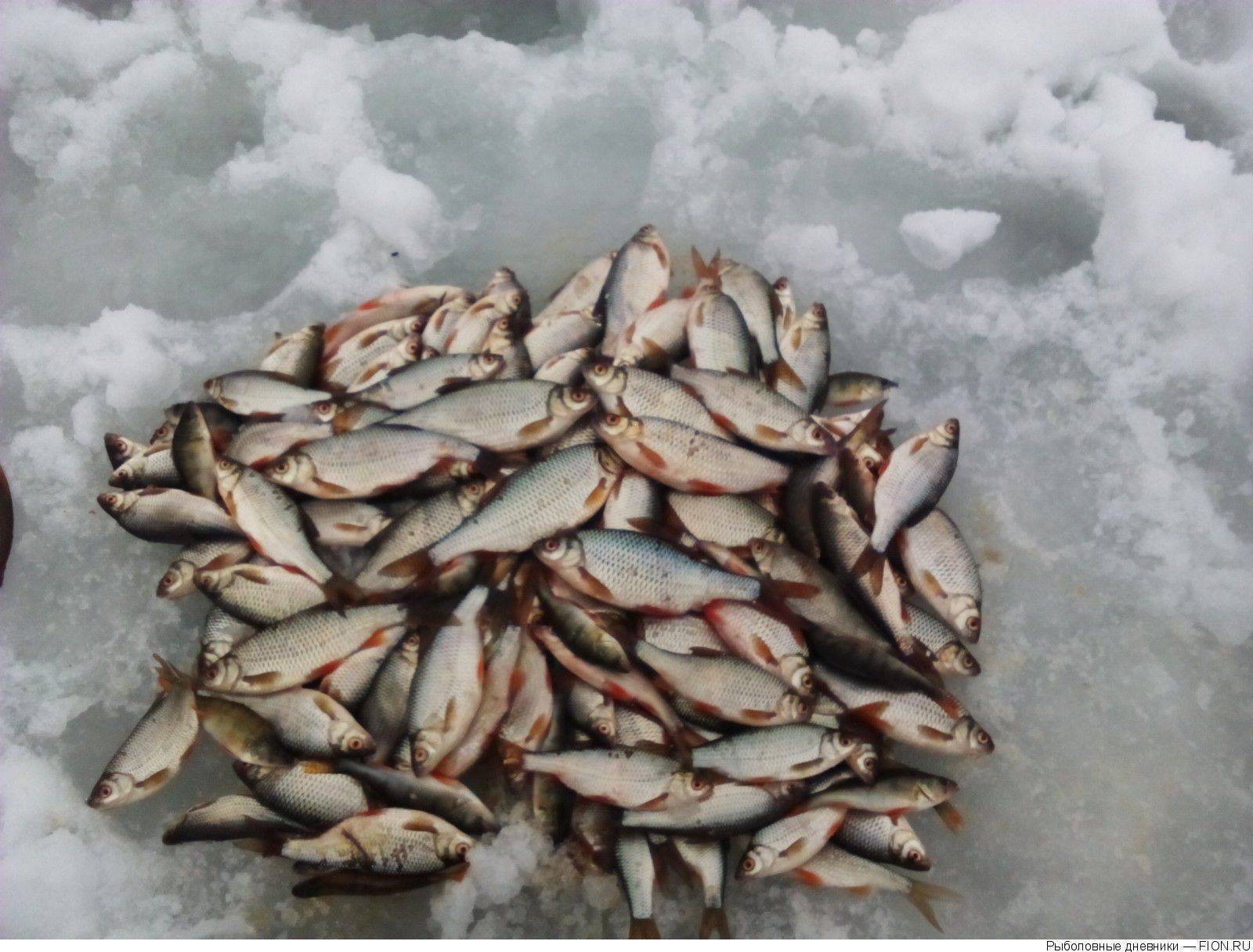 15 отчетов о рыбалке на яузском водохранилище в разное время года