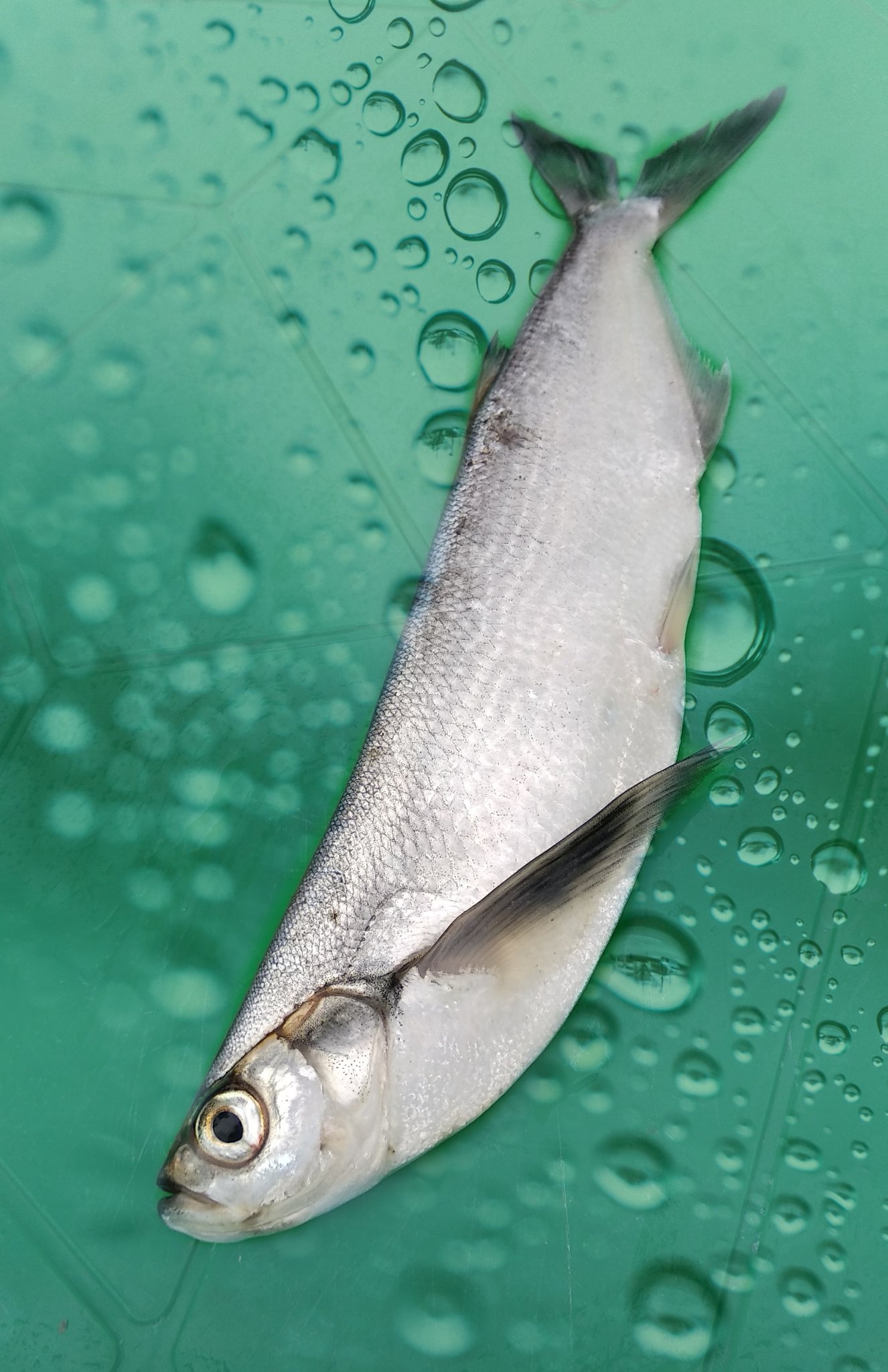 Чехонь: рыба чехонь фото и описание, нерест, способы ловли, образ жизни, приманки