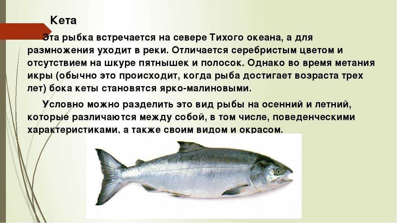 Рыба лобань полезные свойства. рыба лобань – польза и вред. на что ловится лобан? снасти для ловли лобана