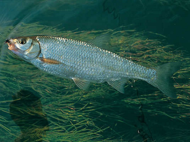 Рыба елец: сибирский и киргизский. отличия и способы ловли
