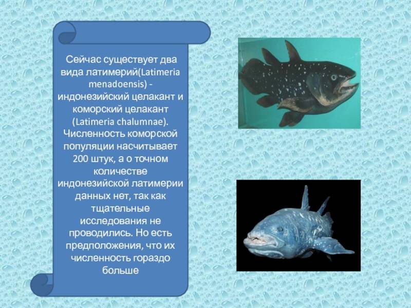 Латимерия — что за рыба: фото и описание