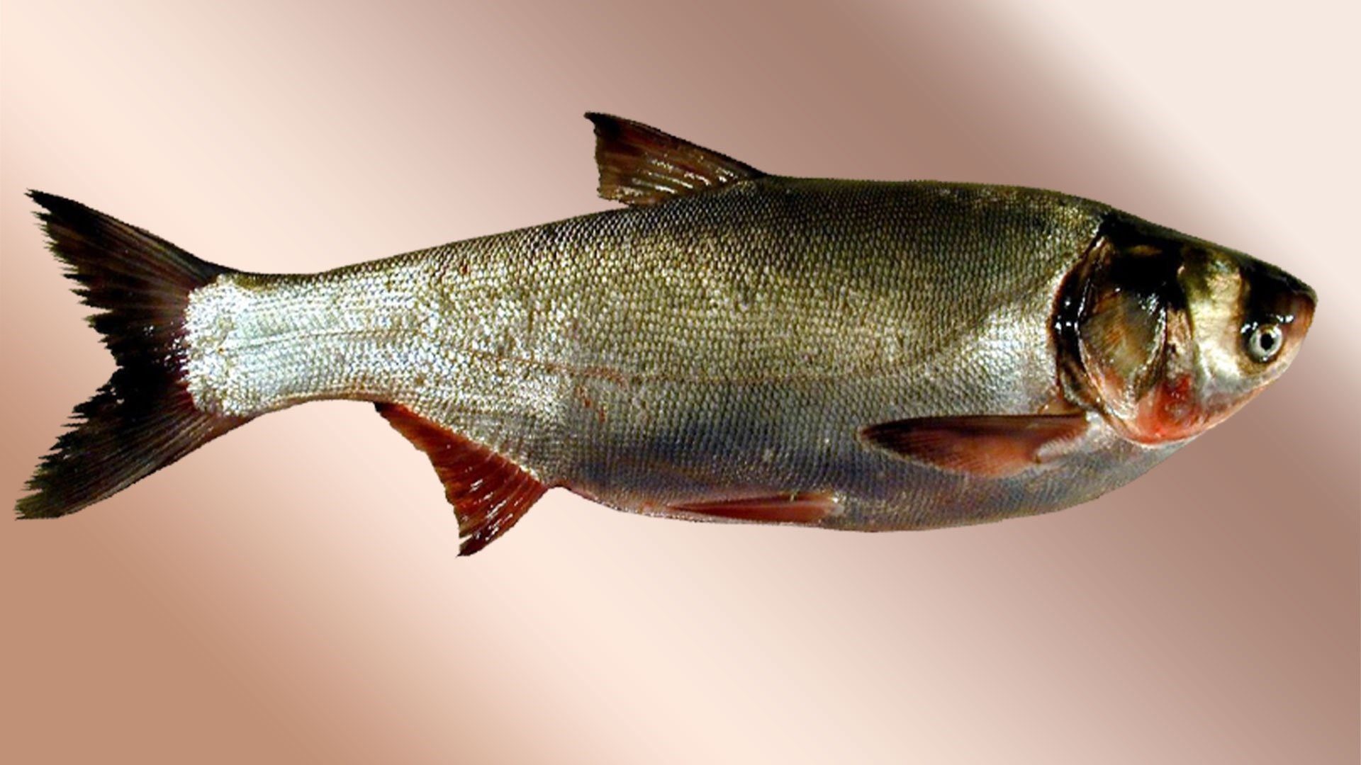 Толстолоб - 80 фото уникальной и вкусной пресноводной рыбы