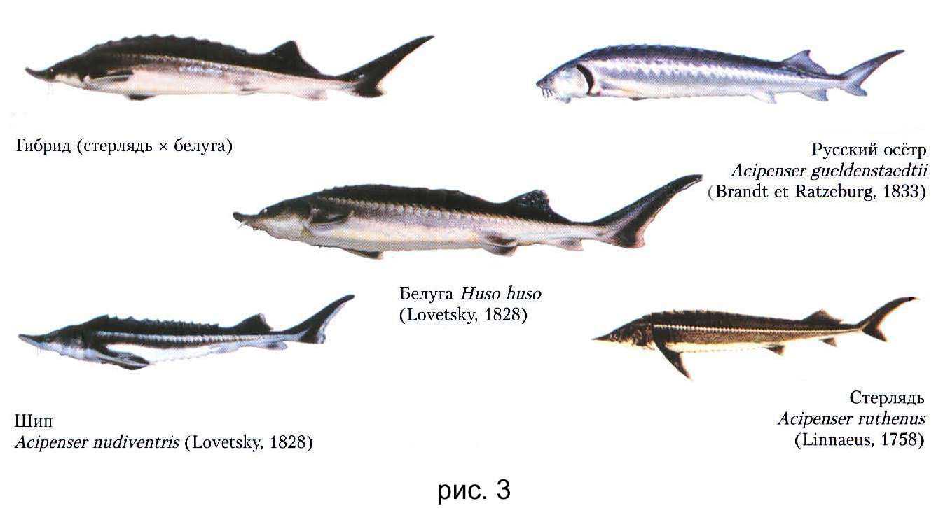 Осетровые рыбы - виды и породы семейства | список с фото и описанием