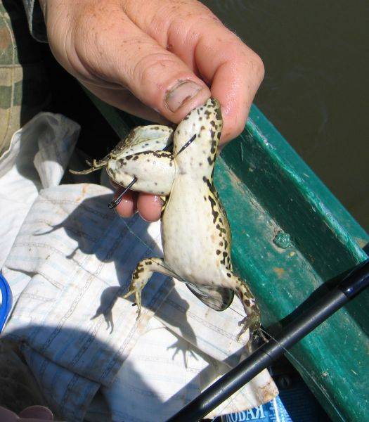 Ловля сома на лягушку ~ особенности рыбалки на лягушку