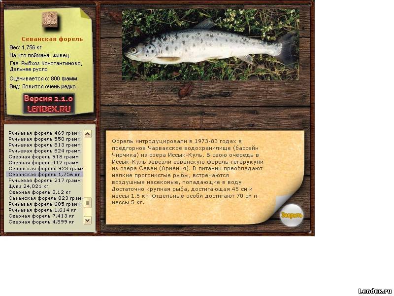 Форель озерная фото и описание – каталог рыб, смотреть онлайн