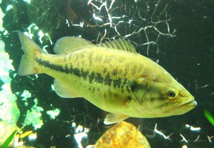 Рыба «басс суонни» фото и описание