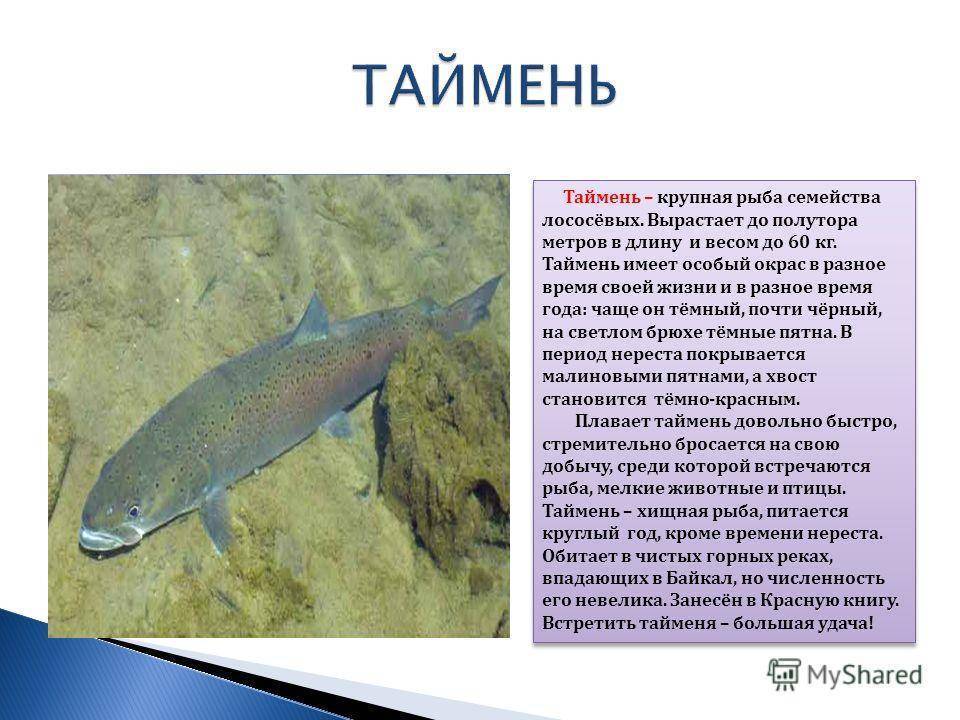 Таймень рыба. образ жизни и среда обитания рыбы таймень | животный мир