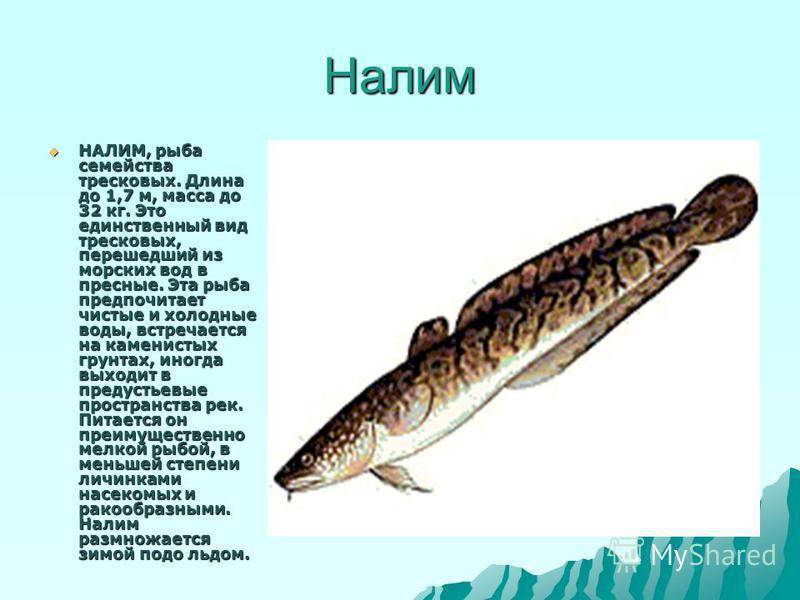 Налим: рыба налим фото и описание, нерест, способы ловли, образ жизни, приманки, калорийность, применение налима в медицине